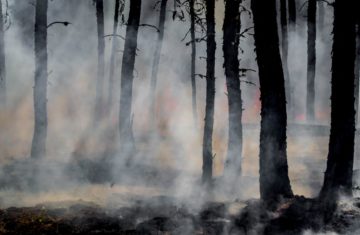 Weekly briefing: Brazil fires spark international outcry