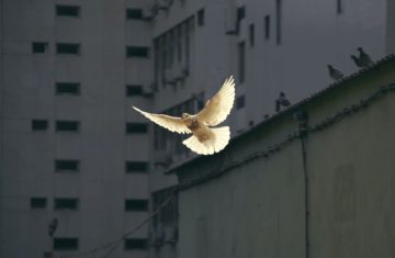 United Nations World Peace Day 2022