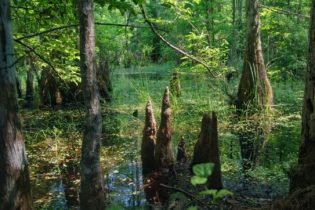 Peat Swamp Forests: The Forgotten Fix to Climate Change?