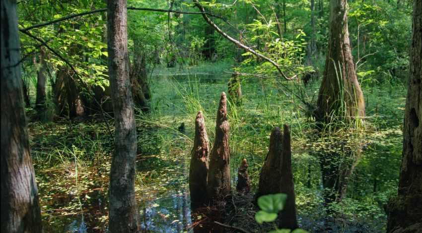 Peat Swamp Forests: The Forgotten Fix to Climate Change?