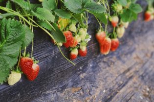 AI and Humans in a Strawberry-Growing Contest: What Happened