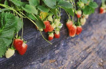 Here’s what happened when AI and humans met in a strawberry-growing contest