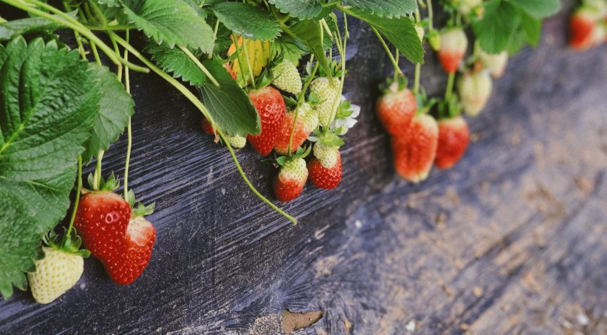AI and Humans in a Strawberry-Growing Contest: What Happened