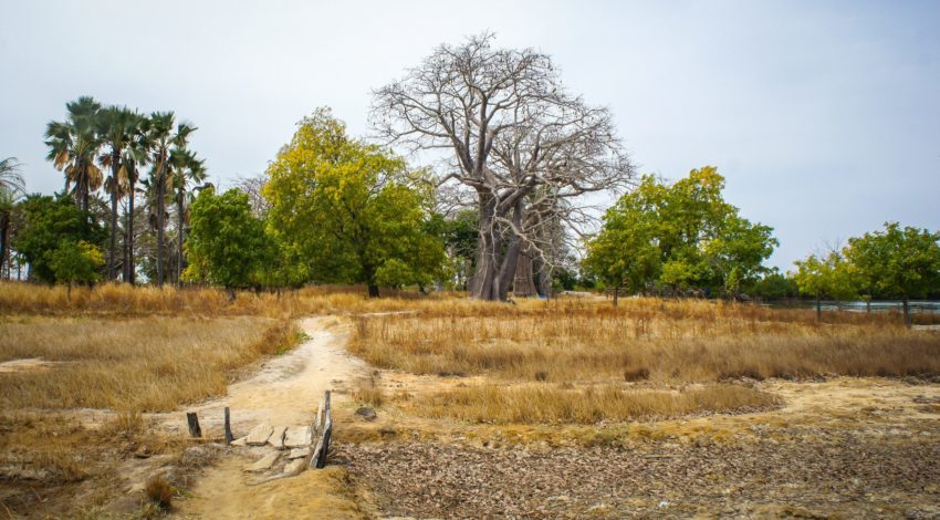 The Great Green Wall: Its Impact and Need for More Support