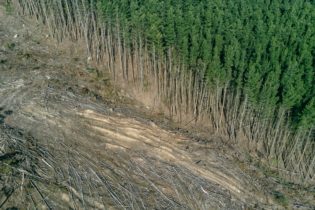 Deforestation: Why poverty is the root cause