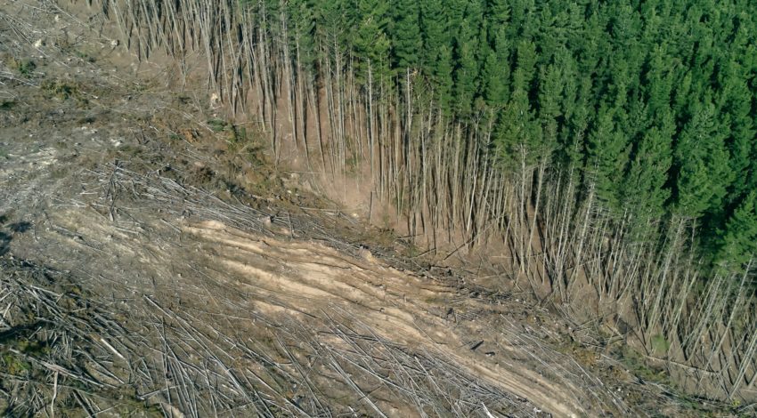 Deforestation: Why poverty is the root cause