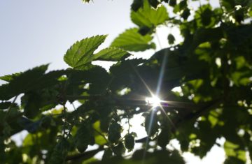Rescheduling Debt for Climate Goals to Unlock Recovery