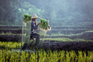 Farmers grow rice