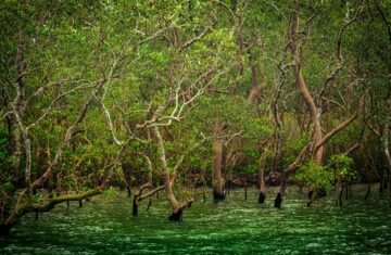 Climate Change and Social Strain Threaten the Peace in the Sundarbans