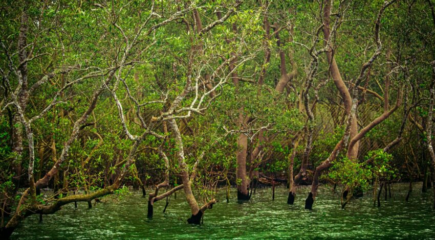 Climate Change and Social Strain Threaten the Peace in the Sundarbans